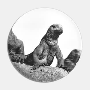 Marine Iguanas Chilling Pin