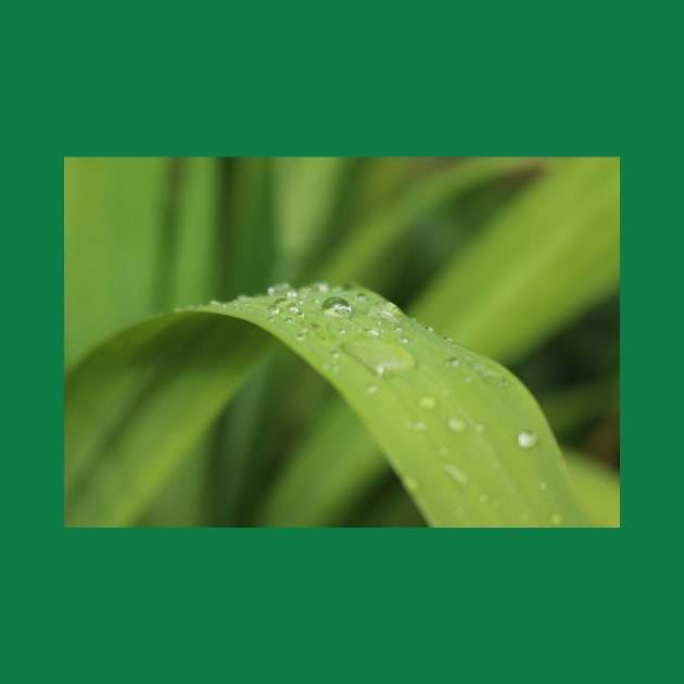 Grass leaf with focus on one rain drop by kall3bu