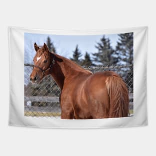 Palace Malice filly Tapestry