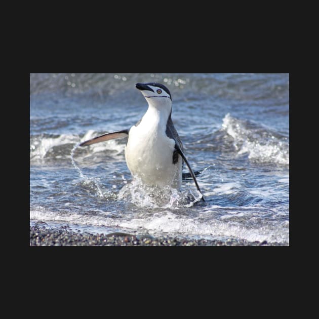 Chinstrap penguin coming back from fishing by mjoncheres