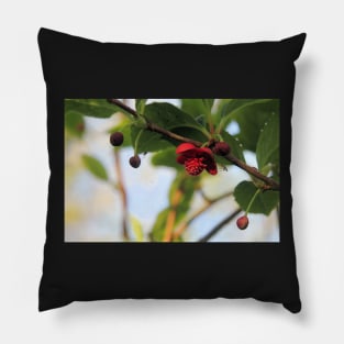 Magnolia vine - Schisandra rubriflora Pillow