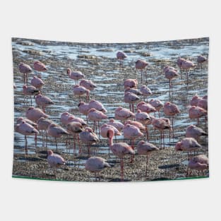 Namibia. Walvis Bay. Another Flamboyance of Flamingos. Tapestry