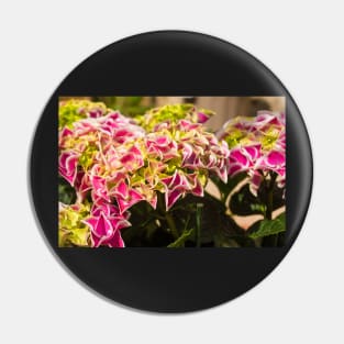 Pink Harlequin Hydrangea Flowers Pin