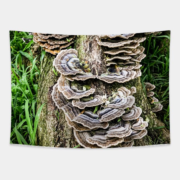 Mushroom Stump. Tapestry by Stus Road Trips