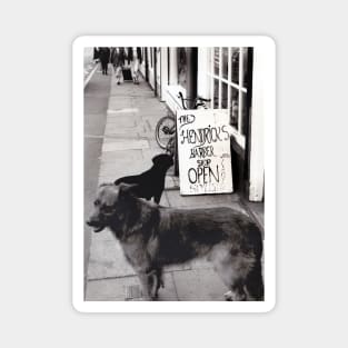 Dogs queuing for a haircut in Burslem, Stoke on Trent, UK - 1996 Magnet