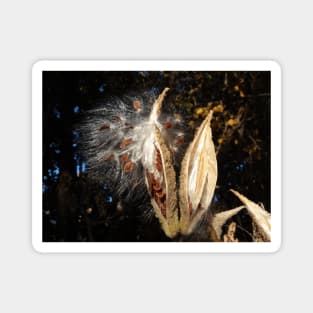 Seed pods for next year - Nature self planting - gift for nature lover Magnet