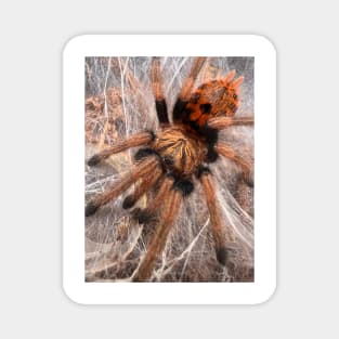 GBB/Chromatopelma cyaneopubescens Tarantula Magnet