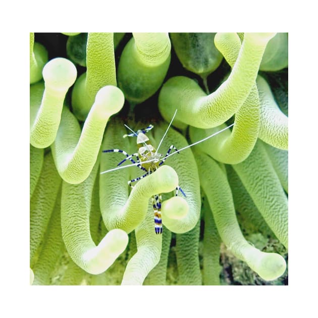 Spotted Cleaner Shrimp posing on Giant Green Sea Anemone by Scubagirlamy