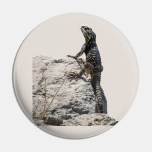 Lizard Sunbathing On A Rock Vector Pin