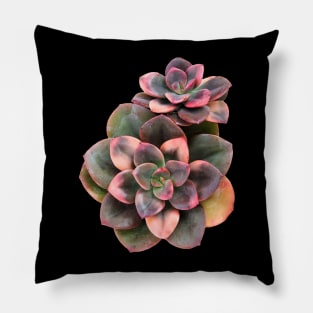 Sculentas Echeveria Croma Pillow