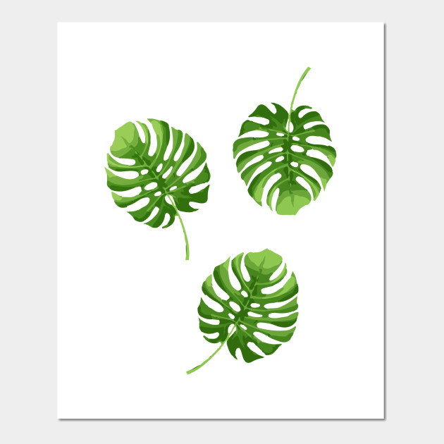 Monstera Deliciosa Tropical Plants Posters And Art Prints