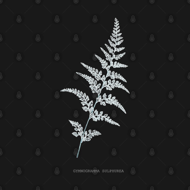 Fern - Gymnogramma Sulphurea - X-ray effect - 03 by SPJE Illustration Photography