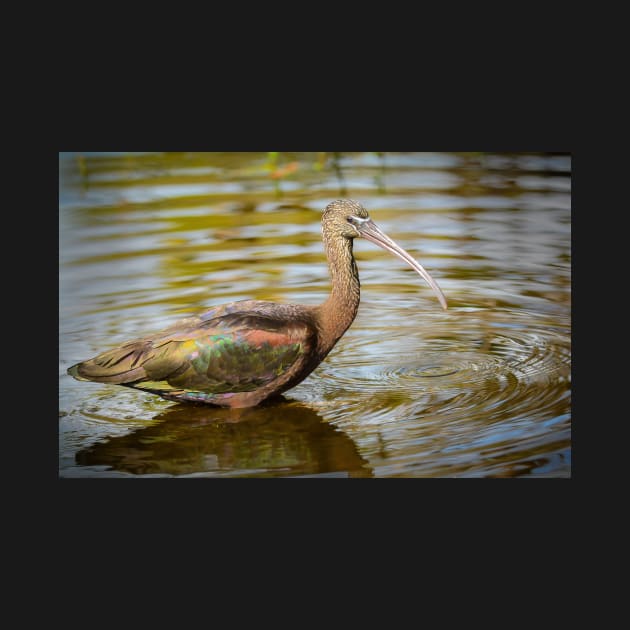 Glossy Ibis in Water by TonyNorth