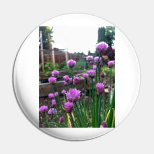 Fresh edible chive blossoms Pin