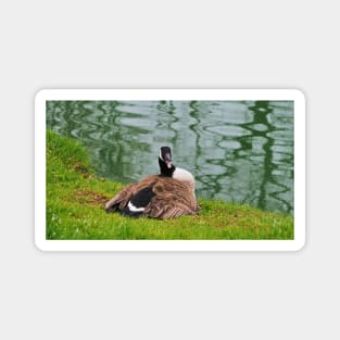 An Angry Female Canada Goose On Her Nest Magnet