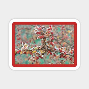 Frosted Red Berries Magnet