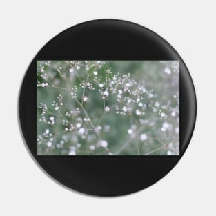 White Baby's Breath (Gypsophila paniculata) flowers Pin