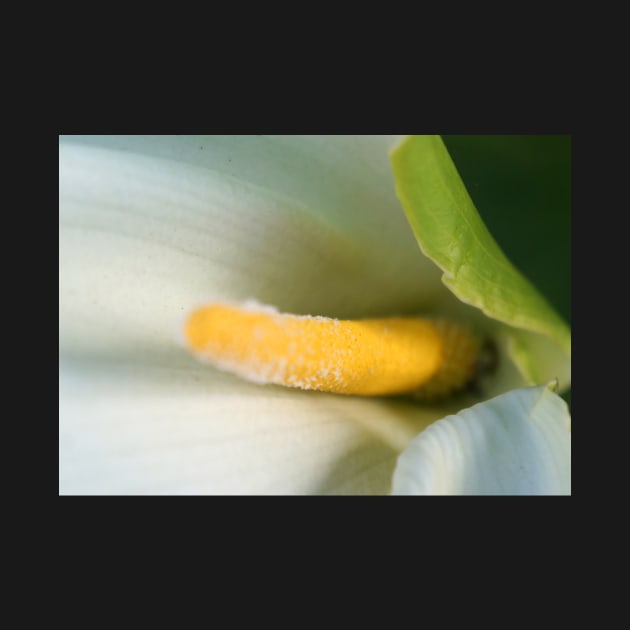 Calla Lilly Close-Up by 1Redbublppasswo