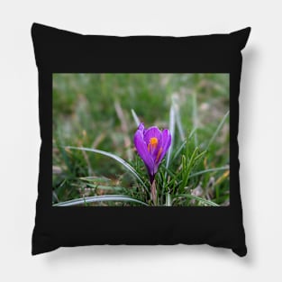 Purple and orange flower in grass 3 Pillow