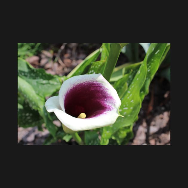 Calla Lily Tilted Photographic Image by AustaArt