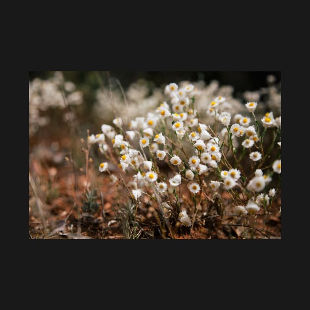 White Paper Daisy Flowers by opticpixil