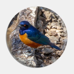 Stunning Blue and Orange Starling Bird of Africa Pin