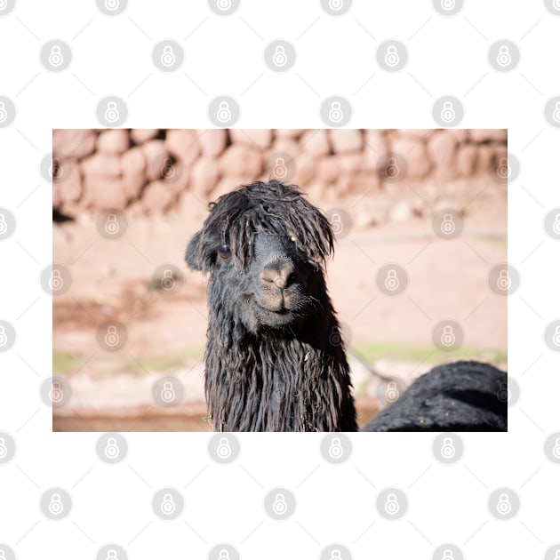 Black and Shaggy Llama by nancy.hajjar@yahoo.com