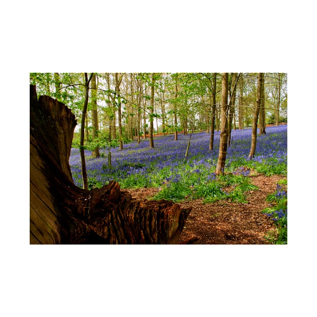 Bluebell Woods Greys Court Oxfordshire UK by AndyEvansPhotos