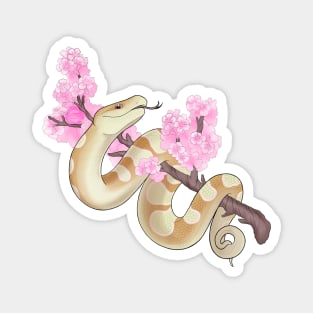 Pink Sakura Ball Python: Banana Magnet