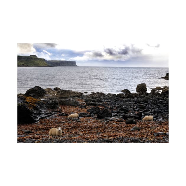 Sheep feeding on seaweed, Skye by richflintphoto