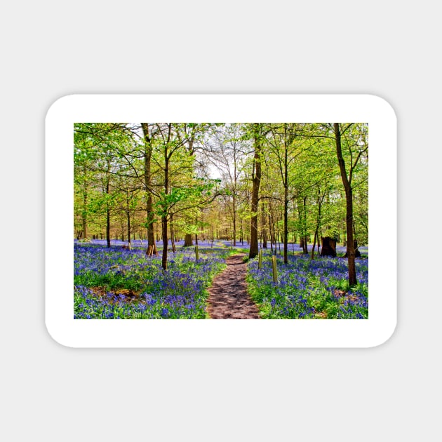Bluebell Woods Greys Court England UK Magnet by AndyEvansPhotos