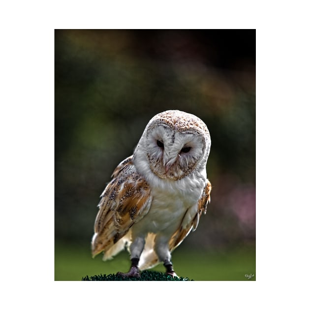 Barney, A Small but Frisky Owl by Chris Lord