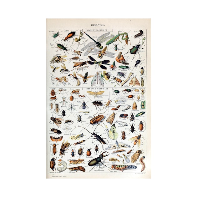 Vintage French Adolphe Millot Insects by pdpress