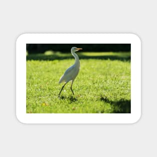 Cattle Egret: Magnet