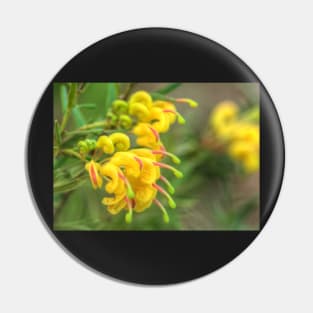 Grevillea Goldrush Pin