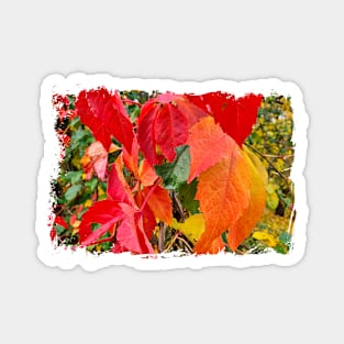 Colors of  Autumn Magnet