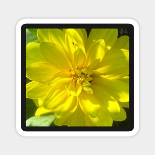 Sunshine of the Yellow Dahlia Flower Magnet