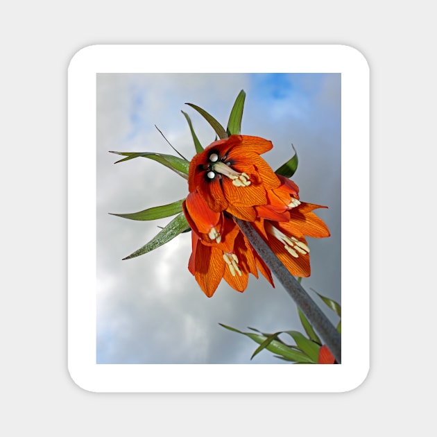 Orange Fritillaria from underneath Magnet by avrilharris