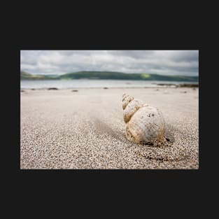 Shell on Lady Bay Beach Photograph Dumfries and Galloway T-Shirt