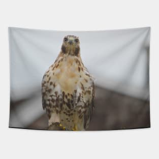 RedTail Hawk Tapestry