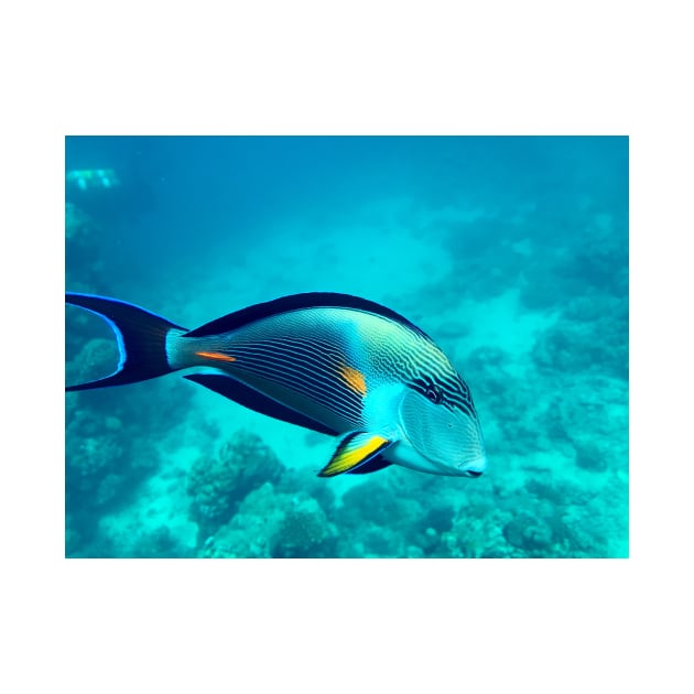 surgeonfish by likbatonboot