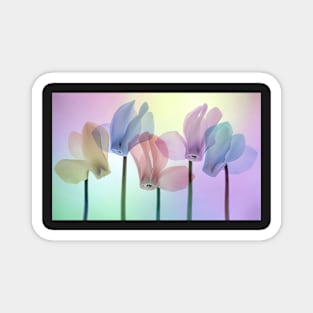 Cyclamen Colours Magnet