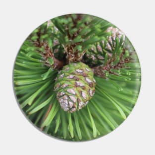 Young Pine Cone in Greens Pin