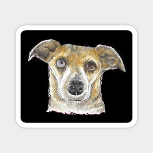 Eyes of a different color pup Magnet