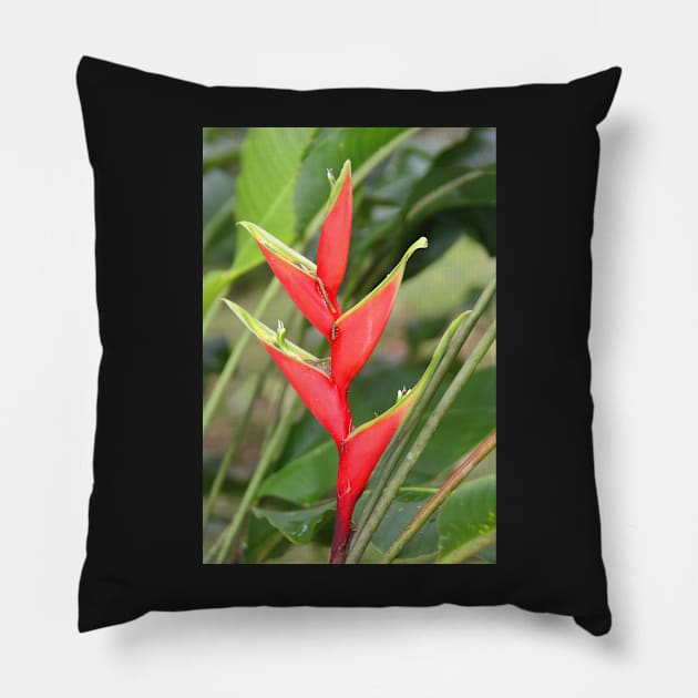 An Exotic Heliconia Pillow by Carole-Anne