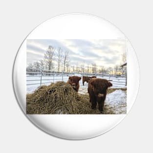 Scottish Highland Cattle Calves 1661 Pin