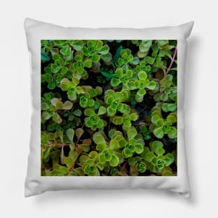 Stonecrop Leaves Depth Color Pillow