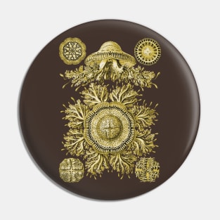 Ernst Haeckel Discomedusae Jellyfish Plate 28 Golden Pin