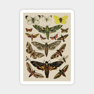 Vintage Scientific Moth Reference Charts Magnet