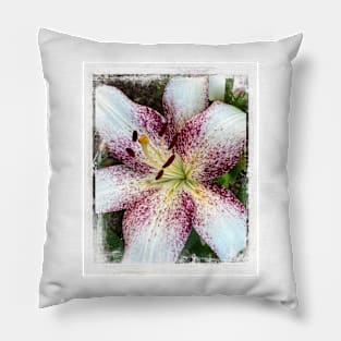 Lily In The Summer Garden - flower photography Pillow